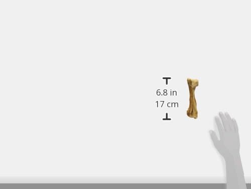 Nylabone Healthy Edibles WILD Natural Dog Chew Treats for Large Dogs, Long Lasting Dog Healthy Chew Bones Made in USA, Venison Flavor, For Dogs Up to 50 lbs. (1 Count)