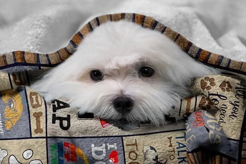 Dog Mom Gifts for Women, Dog Lovers Gifts, Presents for Dog Lovers/Moms Women, Doggie Blanket 50"x60", Presents from Doggie to Mom