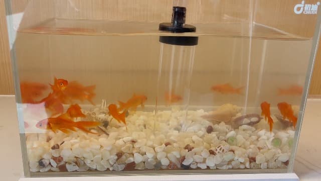 5ft-S Aquarium Siphon Vacuum Cleaner for Fish Tank Cleaning Gravel & Sand