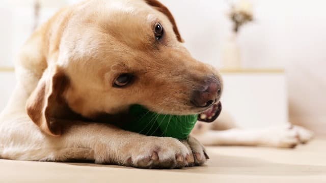 Dog Chew Toys Dog Toothbrush Stick Teeth Cleaning Brush Dental for Medium Large Dog, Puppy Christmas Easter Birthday Gifts, Outdoor Squeaky Toys for Aggressive Chewers Interactive Tough Toys