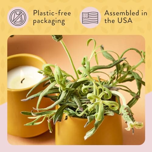 Modern Sprout Rooted Candle - 2 in 1 Cedarwood Scented & Soy Candle with Seeds That Grows into Lavender Plant - 6 oz w/ 42 hr Burn time in Matte Glaze Ceramic Vessel Ideal for Indoor Herb Garden