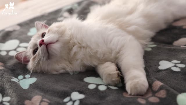 1 Pack 3 Blankets Super Soft Fluffy Premium Fleece Pet Blanket Flannel Throw for Dog Puppy Cat Paw Brown/Pink/White Small(23x16 inch)