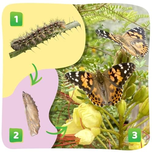Insect Lore Butterfly Garden Kit – 10 Live Caterpillars, Habitat, STEM Journal, 2 Chrys-a-lid Holding Logs & Feeder – Grow & Release Painted Lady Butterflies – Educational Science Toy