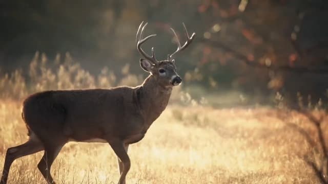 LaCrosse Alphaburly Pro 18" Hunting Boots for Men Featuring Waterproof Rubber, Adjustable Gusset, and EVA Footbed