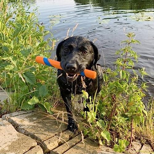 Chuckit! Interactive Dog Toy Ultra Fetch Stick - 12 Inch Outdoor Dog Toy for All Breed Sizes