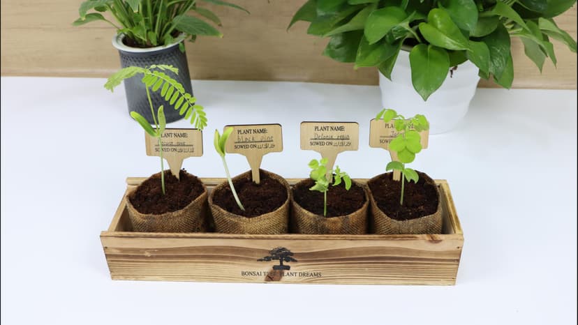 Bonsai Tree Kit – DIY Japanese Bonzai Trees with All-in-One Indoor Plant Growing Tools & Planters – Unique Gardening Gifts for Women, Men & Kids