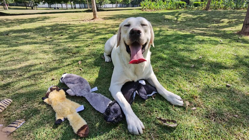 Dog Squeak Toys, No Stuffing Plush Dogs Chew Toy Bundle for Small Medium Large Breed Chewer Tough Durable Squeaky Pet Fetch Puppy Teething Chewing Interactive to Keep Them Busy Best Birthday Gift