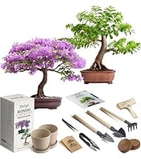 Bonsai Tree Kit for Beginners – 5X Unique Japanese Bonzai Trees | Complete Indoor Starter Kit for Growing Bonsai Plants with Tools & Planters – Gardening Gifts for Women & Men