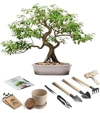 Bonsai Tree Kit for Beginners – 5X Unique Japanese Bonzai Trees | Complete Indoor Starter Kit for Growing Bonsai Plants with Tools & Planters – Gardening Gifts for Women & Men