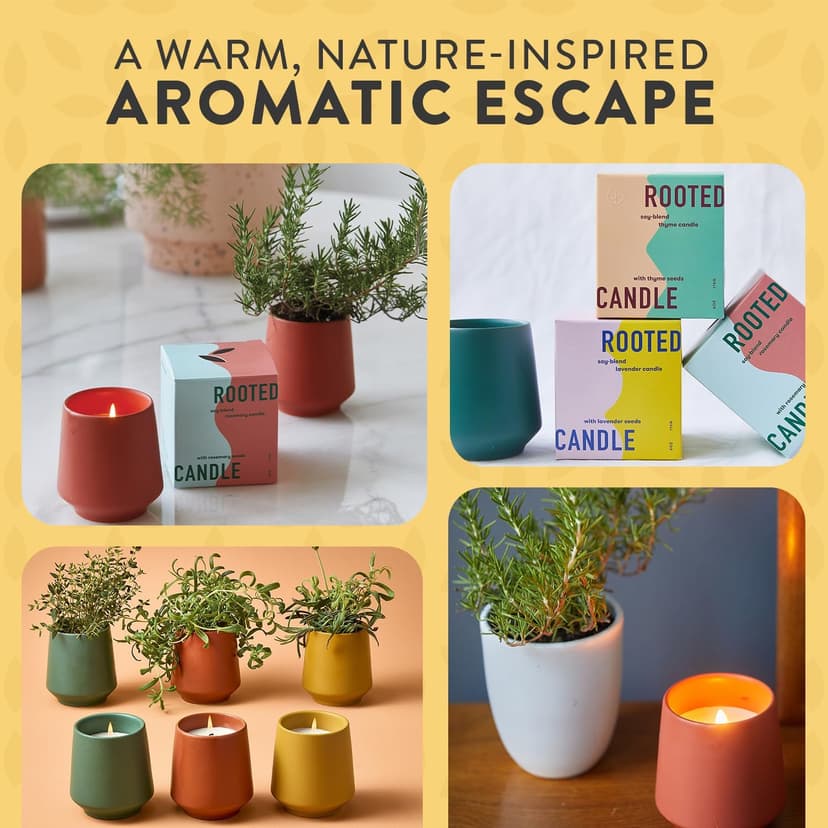 Modern Sprout Rooted Candle - 2 in 1 Cedarwood Scented & Soy Candle with Seeds That Grows into Lavender Plant - 6 oz w/ 42 hr Burn time in Matte Glaze Ceramic Vessel Ideal for Indoor Herb Garden