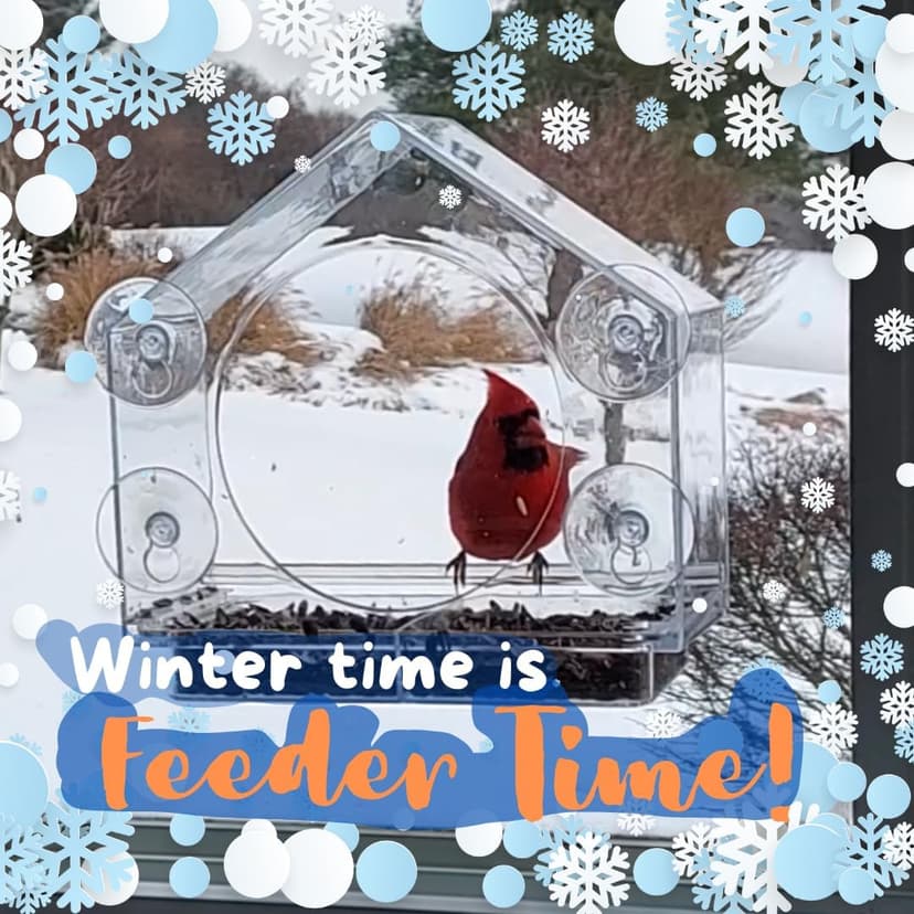 Nature Anywhere Window Bird Feeder - Transparent Acrylic Bird Feeders for Outdoors - Enhanced Suction Grip, Bird Watching for Cats, Easy-to-Clean, Outdoor Birdhouse Feeder (1 Unit)