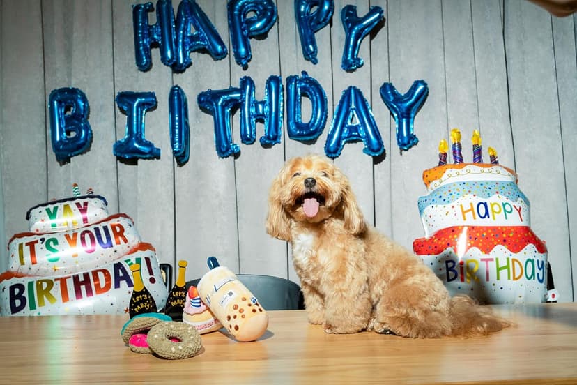 Birthday Bone Interactive Dog Toy - Interactive Tug Rope Pet Toy - Cute Unique Design Party Birthday Gift - Small Medium Puppy - Durable Chew Resistant Plush Toy with Squeaker for Teething (White)