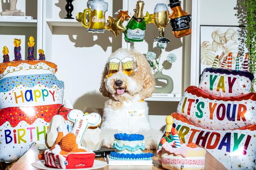 Birthday Bone Interactive Dog Toy - Interactive Tug Rope Pet Toy - Cute Unique Design Party Birthday Gift - Small Medium Puppy - Durable Chew Resistant Plush Toy with Squeaker for Teething (White)