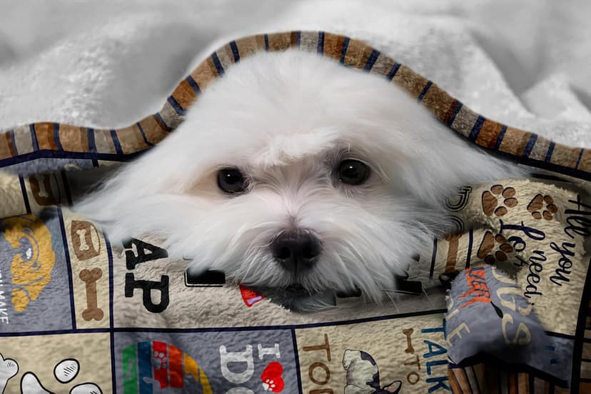 Dog Mom Gifts for Women, Dog Lovers Gifts, Presents for Dog Lovers/Moms Women, Doggie Blanket 50"x60", Presents from Doggie to Mom