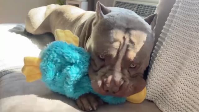 Best Pet Supplies Crinkle Dog Toy for Small, Medium, and Large Breeds, Cute No Stuffing Duck with Soft Squeaker, Fun for Indoor Puppies and Senior Pups, Plush No Mess Chew and Play - Yellow