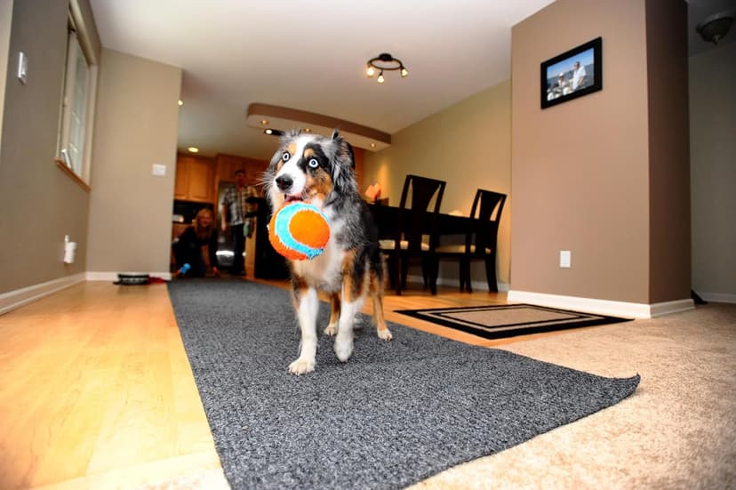 Chuckit! Indoor Fetch Ball Dog Toy for Dogs - Interactive Dog Toys for Boredom, 4.75 Inch, Orange and Blue