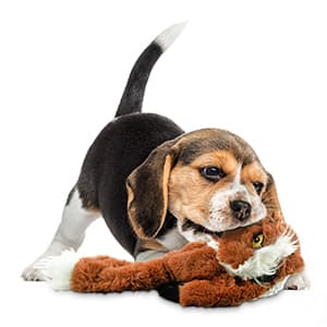 Dog Squeak Toys, No Stuffing Plush Dogs Chew Toy Bundle for Small Medium Large Breed Chewer Tough Durable Squeaky Pet Fetch Puppy Teething Chewing Interactive to Keep Them Busy Best Birthday Gift