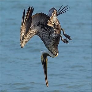 Bird Trivia: Funny, Strange and Incredible Facts about North American Birds