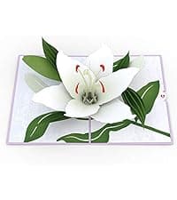 Lovepop Daisy Patch Hummingbirds Pop-Up Card, 5 X 7 Inch, Valentine's Day Gift, Cards for Mom, Thinking of You, Love Card