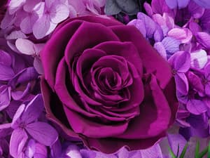 Waipfaru Preserved Flowers, Purple Fresh Bouquet with Gift Box, Flowers for Delivery, That Last 1-3 Years, Forever Flowers for Women Birthday Gift, Anniversary, Teacher, Mother Day