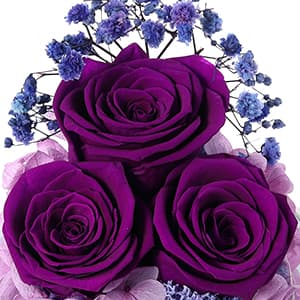 Christmas Rose Gifts for Women Preserved Real Flower in Glass Angel Figurines Roses for Delivery Prime Birthday Gifts for Mom Grandma Girlfriend Wife Her - Purple