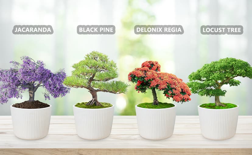 Bonsai Tree Kit – DIY Japanese Bonzai Trees with All-in-One Indoor Plant Growing Tools & Planters – Unique Gardening Gifts for Women, Men & Kids