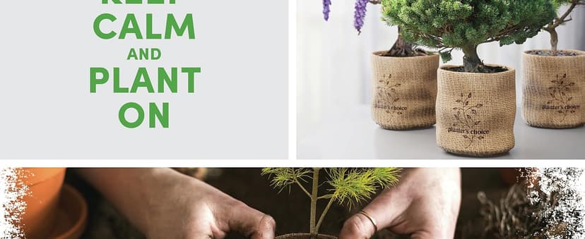 Bonsai Starter Kit - Gardening Easter Gift for Women & Men - Bonsai Tree Growing Garden Crafts Hobby Kits for Adults, Unique DIY Hobbies for Plant Lovers - Unusual Christmas Gifts Ideas