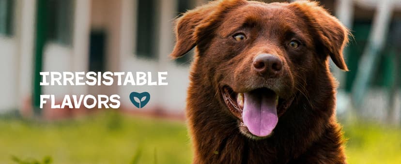 Shameless Pets Dental Treats for Dogs, The Tooth Berry - Healthy Dental Sticks with Immune Support for Teeth Cleaning & Fresh Breath - Free from Grain, Corn & Soy