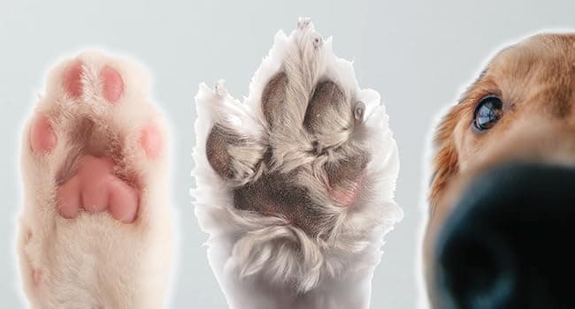 Ultimate Pawprint Keepsake Kit (Makes 2) - Paw Print Christmas Ornament w/ Bonus Personalization Tool & Display Stands! For Dogs, Cats & Pets. Non-toxic. Clay Air-Dries Soft, Light & Uncrackable.