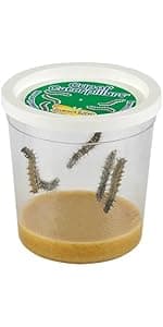 Insect Lore Butterfly Garden Kit – 10 Live Caterpillars, Habitat, STEM Journal, 2 Chrys-a-lid Holding Logs & Feeder – Grow & Release Painted Lady Butterflies – Educational Science Toy