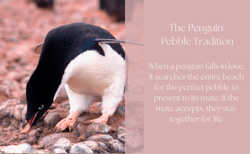 1 Year Anniversary for Boyfriend or Girlfriend - Penguin Pebble Gift- First Wedding Anniversary for Husband or Wife - One Year Together Keepsake