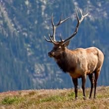 PEARSON RANCH Exotic Meats Ammo Can Gift Set Includes Elk, Buffalo and Venison Summer Sausage and 2 Blocks of Cheese, Cheese and Sausage Box (5 Items Total Inside The Ammo Can)