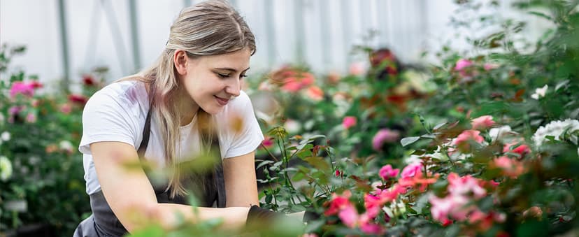 27 Forever Roses in Luxury White Box, Eternal Real Roses Gift for Women, Preserved Flowers for Delivery Prime, Anniversary, Valentine's Day, Birthday for Her (Red)
