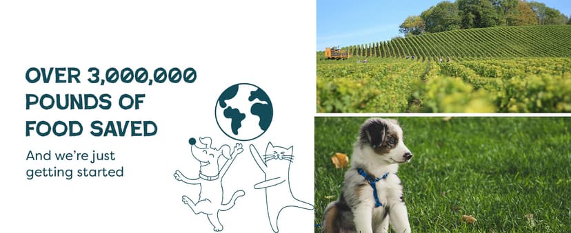 Shameless Pets Dental Treats for Dogs, The Tooth Berry - Healthy Dental Sticks with Immune Support for Teeth Cleaning & Fresh Breath - Free from Grain, Corn & Soy