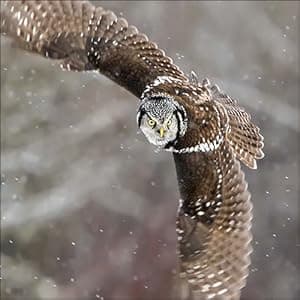 Bird Trivia: Funny, Strange and Incredible Facts about North American Birds