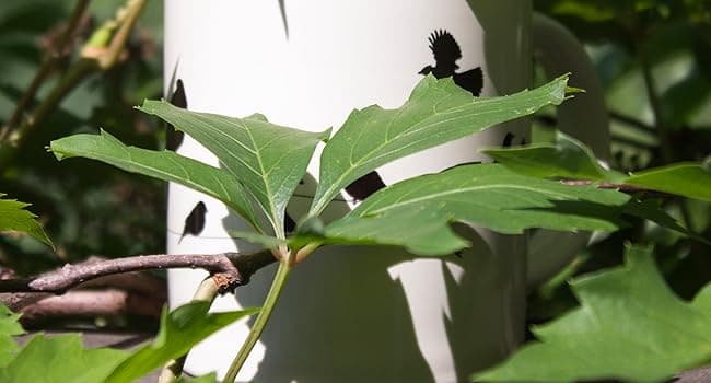 The Unemployed Philosophers Guild Birds on a Wire Heat Changing Mug - Add Coffee and Colorful Birds Appear, Comes in a Fun Box