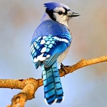 Window Bird Feeder with Non-Marking Self-Adhesive Hooks, Clear and Transparent, Outdoor Wild Bird Watching Gift, Garden Decor (Standard)