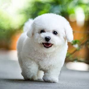 Dog Mom Gifts for Women Cat Mom Gifts for Women New Puppy Fur Baby Owners Cat Lover Mama Engraved