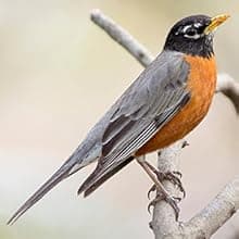 Window Bird Feeder with Non-Marking Self-Adhesive Hooks, Clear and Transparent, Outdoor Wild Bird Watching Gift, Garden Decor (Standard)