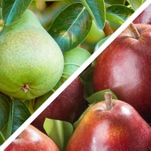 Holiday Chocolate, Nuts & Fresh Fruit Gift Basket