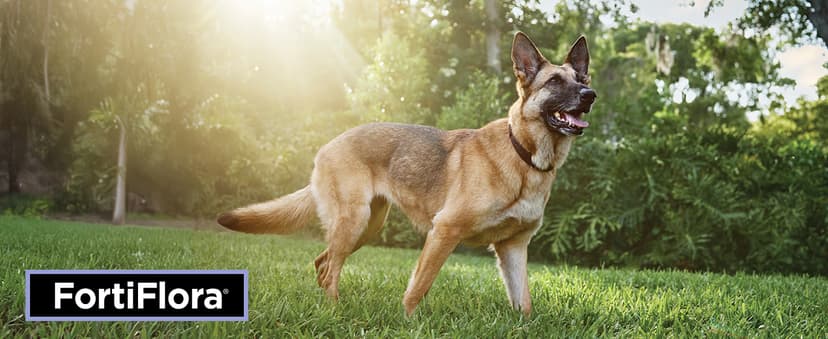 Purina Pro Plan Veterinary Supplements FortiFlora Dog Probiotic Supplement, Canine Nutritional Supplement - 30 ct. Box