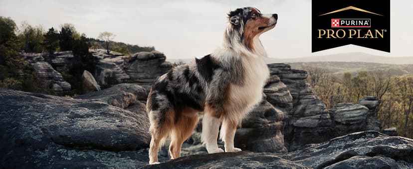 Purina Pro Plan Veterinary Supplements FortiFlora Dog Probiotic Supplement, Canine Nutritional Supplement - 30 ct. Box