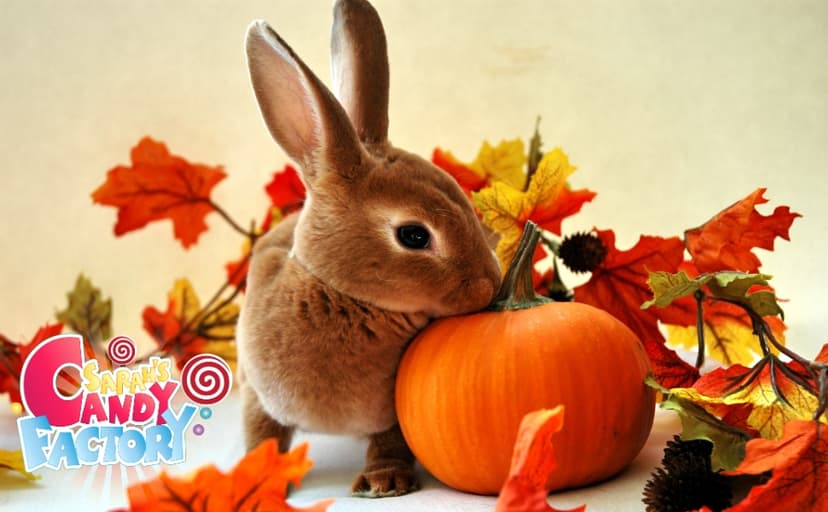 Halloween Assorted Pumpkin Bucket (44 Count) Filled with Candies, Snacks, Cookies and more, Treats for Family, Friends, Kids, Boys and Girls