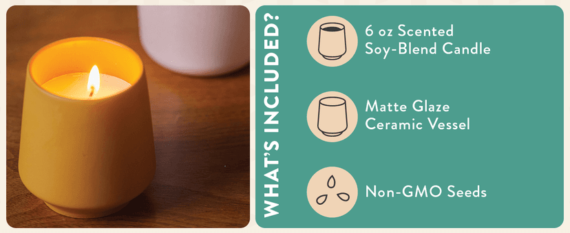 Modern Sprout Rooted Candle - 2 in 1 Cedarwood Scented & Soy Candle with Seeds That Grows into Lavender Plant - 6 oz w/ 42 hr Burn time in Matte Glaze Ceramic Vessel Ideal for Indoor Herb Garden