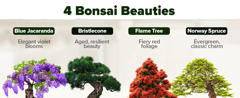 Bonsai Tree Kit - Gifts for Men & Women - Grow 4 Bonsai Trees - Unique Gardening Crafts for Adults, DIY Hobbies for Plant Lovers & Gardeners - Unusual Christmas Gift Ideas for Mom & Dad